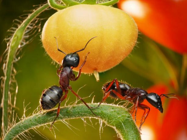 छुट्टियां मनाने के लिए हर साल उद्यान चींटियों का सबसे अच्छा साधन खोजने की कोशिश। एक लेख के लिए चित्रण एक मानक लाइसेंस © ofazende.ru के लिए प्रयोग किया जाता है