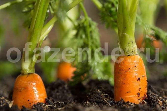 गाजर बढ़ रहा है। एक लेख के लिए चित्रण एक मानक लाइसेंस © ofazende.ru के लिए प्रयोग किया जाता है