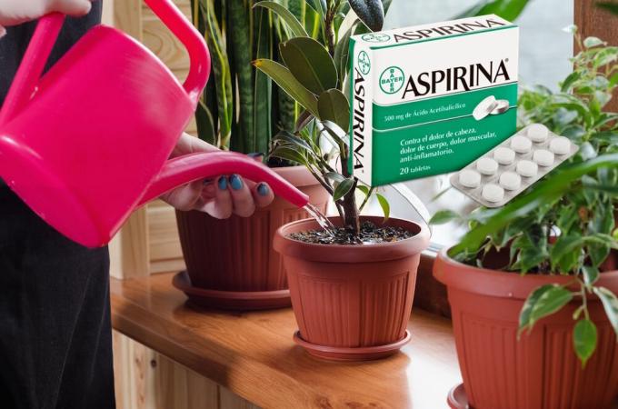 एस्पिरिन - सर्दियों में फूल के लिए एक वास्तविक खोज। यह क्या है और कैसे लागू करने के लिए