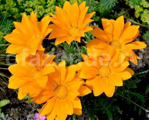 Gatsaniya फूल (gazania): विवरण और वाशिंग निर्देश