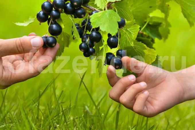 Blackcurrant: "रसायन शास्त्र" बिना कीट नियंत्रण