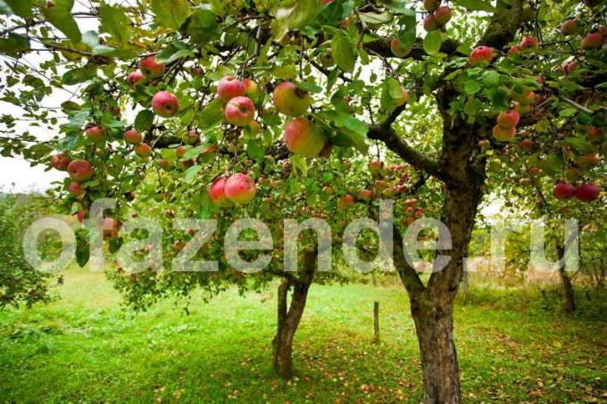 सेब के पेड़। एक लेख के लिए चित्रण एक मानक लाइसेंस © ofazende.ru के लिए प्रयोग किया जाता है