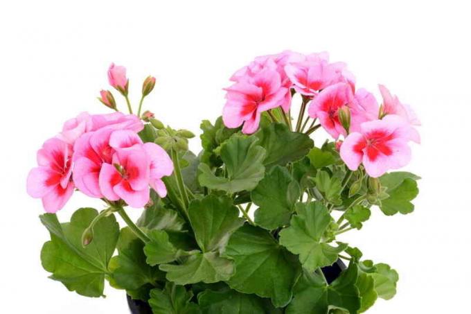 सुंदर geraniums। एक लेख के लिए चित्रण एक मानक लाइसेंस © ofazende.ru के लिए प्रयोग किया जाता है