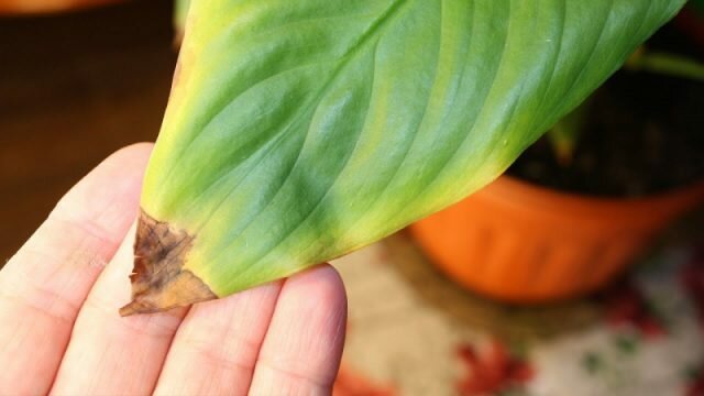 उष्णकटिबंधीय सुंदर Spathiphyllum सूखापन और पहले से एक की गर्मी का जवाब