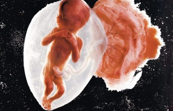 पहले फ़ोटो बच्चे भ्रूण।