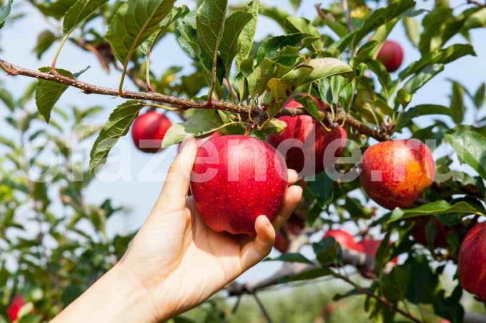 सेब के पेड़ बढ़ते। एक लेख के लिए चित्रण एक मानक लाइसेंस © ofazende.ru के लिए प्रयोग किया जाता है