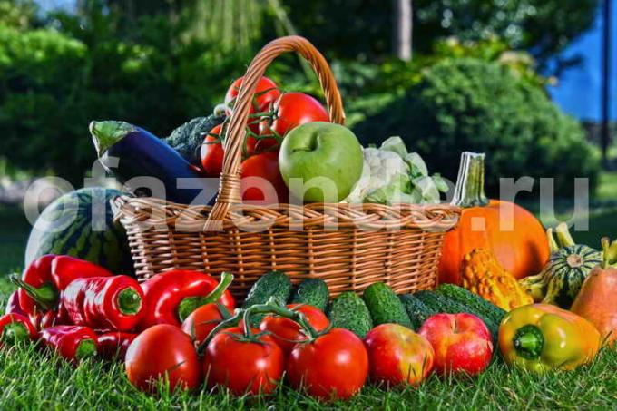 सब्जी की खेती। एक लेख के लिए चित्रण एक मानक लाइसेंस © ofazende.ru के लिए प्रयोग किया जाता है