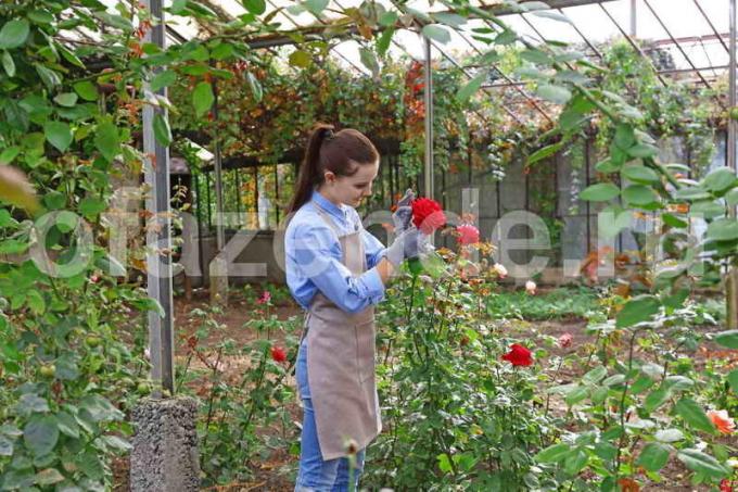 गुलाब के लिए परवाह है। एक लेख के लिए चित्रण एक मानक लाइसेंस © ofazende.ru के लिए प्रयोग किया जाता है
