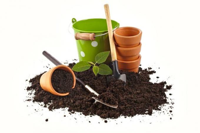 क्या आप जानते हैं एक मजबूत और स्वस्थ पौधों को गुप्त क्या है? मिट्टी की तैयारी पर व्यावहारिक सलाह।