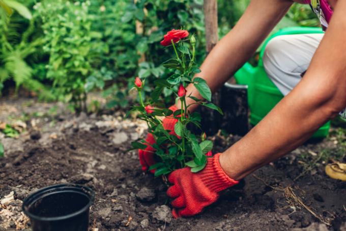 कुछ साबित तरीके वसंत के लिए गुलाब के पौधों को रखने के लिए