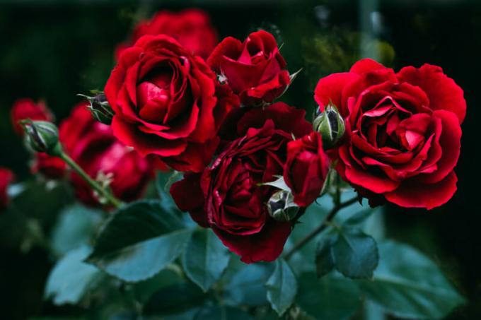 कैसे वसंत के लिए गुलाब के पौधों को बचाने के लिए - मुद्दा तारीख। एक लेख के लिए चित्रण एक मानक लाइसेंस © ofazende.ru के लिए प्रयोग किया जाता है