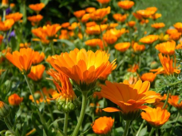 11 सबसे सुंदर और सरल फूल बाग