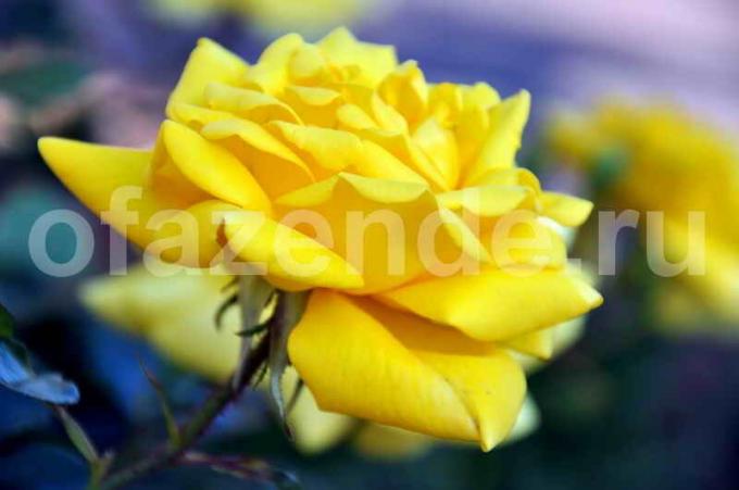 पीला गुलाब। एक लेख के लिए चित्रण एक मानक लाइसेंस © ofazende.ru के लिए प्रयोग किया जाता है