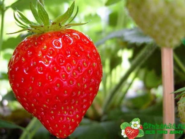 जो लोग स्ट्रॉबेरी प्यार के लिए महत्वपूर्ण युक्तियां