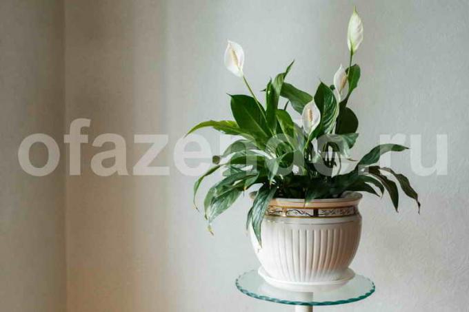 सुंदर घरेलू पौधे Spathiphyllum (महिला खुशी)