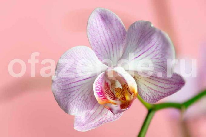 आर्किड फूल। एक लेख के लिए चित्रण एक मानक लाइसेंस © ofazende.ru के लिए प्रयोग किया जाता है