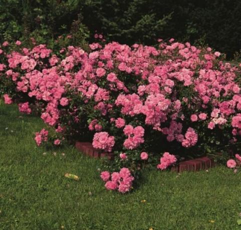 कालीन सामान्य से कुछ अधिक गुलाब और क्यों वे इतना नाटकीय रूप से लोकप्रिय हो रहे हैं?