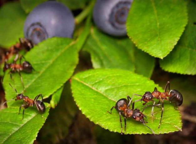 चींटी आक्रमण। एक लेख के लिए चित्रण एक मानक लाइसेंस © ofazende.ru के लिए प्रयोग किया जाता है