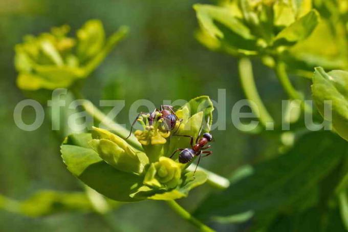 सब्जियों पर चींटियों। एक लेख के लिए चित्रण एक मानक लाइसेंस © ofazende.ru के लिए प्रयोग किया जाता है