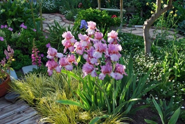 एक मिश्रित flowerbed पर आइरिस