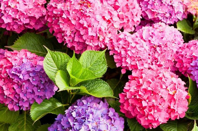 क्या फूल और झाड़ियों शरद ऋतु में कटौती नहीं की जानी चाहिए
