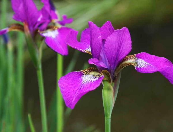 सुंदर Irises। एक लेख के लिए चित्रण एक मानक लाइसेंस © ofazende.ru के लिए प्रयोग किया जाता है