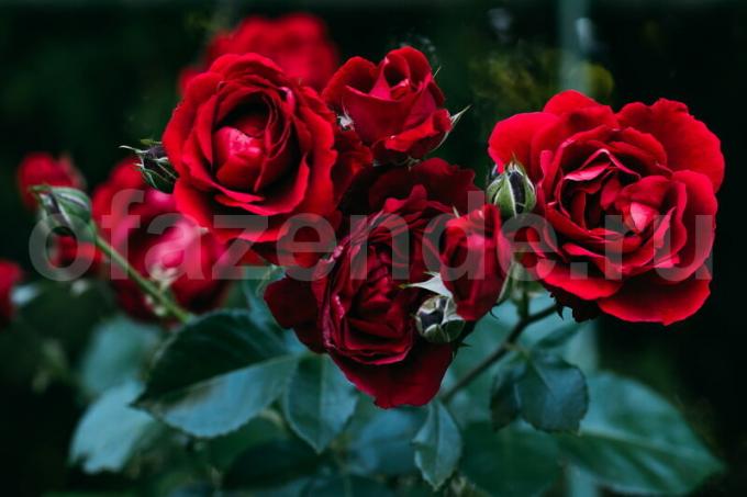 बढ़ रही गुलाब की 8 रहस्य