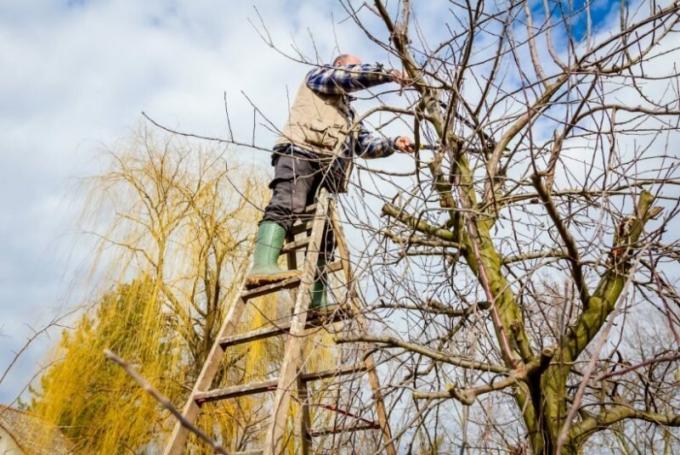 समय-समय पर माली फलों के पेड़ पर बड़ी शाखाओं में कटौती। एक लेख के लिए चित्रण एक मानक लाइसेंस © ofazende.ru के लिए प्रयोग किया जाता है