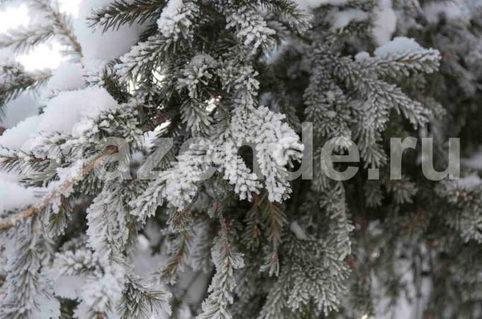 सर्दियों के लिए शंकुधारी पेड़ तैयार करना। एक लेख के लिए चित्रण एक मानक लाइसेंस © ofazende.ru के लिए प्रयोग किया जाता है