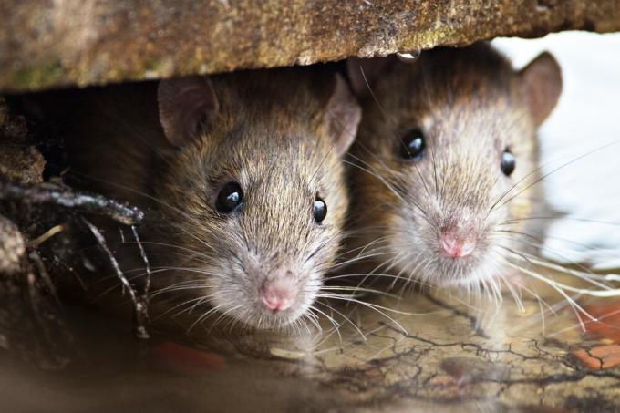 क्या इन्सुलेशन चूहों काटते नहीं हैं? प्रयोग के परिणाम।