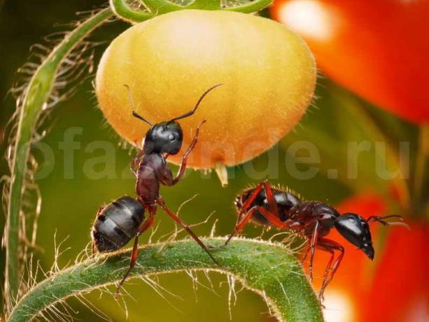 चींटियों से छुटकारा। एक लेख के लिए चित्रण एक मानक लाइसेंस © ofazende.ru के लिए प्रयोग किया जाता है