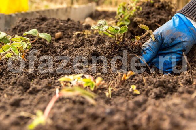 मिट्टी की देखभाल। एक लेख के लिए चित्रण एक मानक लाइसेंस © ofazende.ru के लिए प्रयोग किया जाता है