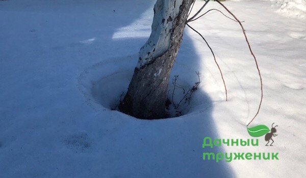 बर्फ वर्ष सेब के पेड़ के चारों ओर पिघल