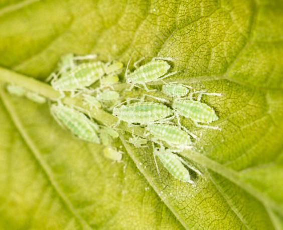 चींटियों एक चिपचिपा पदार्थ को खाते हैं कि पत्तियों तनों और पत्तियों पर एफिड्स की कॉलोनी। एक लेख के लिए चित्रण एक मानक लाइसेंस © ofazende.ru के लिए प्रयोग किया जाता है