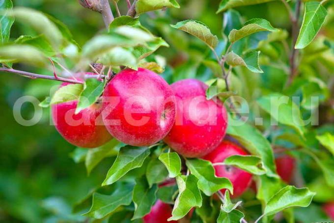 एक युवा सेब के पेड़ पर सेब। एक लेख के लिए चित्रण एक मानक लाइसेंस © ofazende.ru के लिए प्रयोग किया जाता है