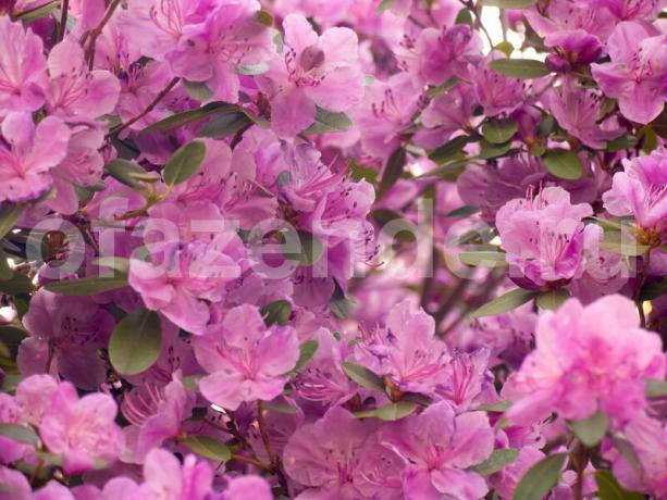 बढ़ते rhododendrons। एक लेख के लिए चित्रण एक मानक लाइसेंस © ofazende.ru के लिए प्रयोग किया जाता है