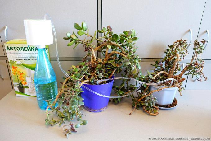 इनडोर पौधों का स्वचालित पानी