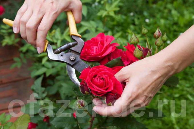 गुलाब छंटाई। एक लेख के लिए चित्रण एक मानक लाइसेंस © ofazende.ru के लिए प्रयोग किया जाता है