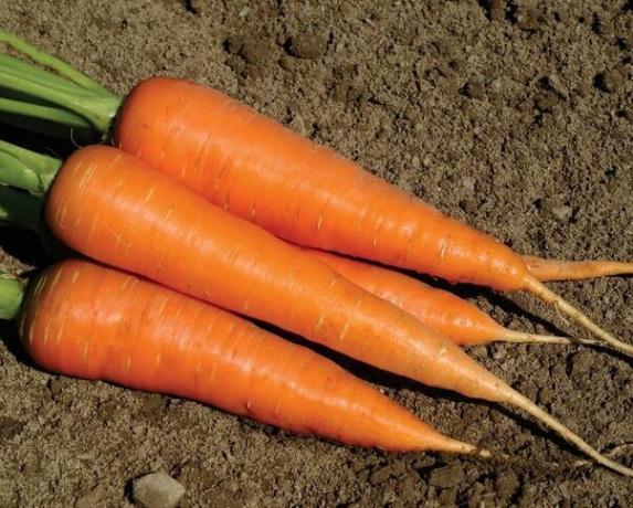 मिठाई गाजर की फसल उगाने के लिए मेरे रहस्य