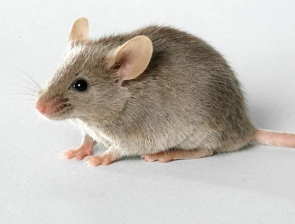 अप्रत्याशित और प्रभावी तरीका घर में चूहों से छुटकारा पाने के