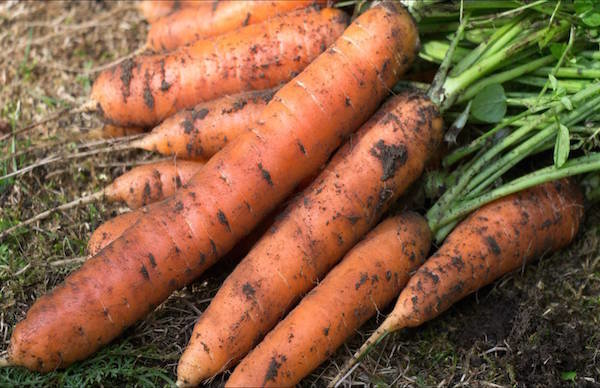 5 गाजर सर्दियों कीड़े से पहले बोया: कैसे फसल को खोना नहीं