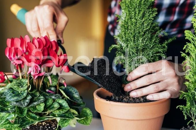 पौधों की देखभाल। एक लेख के लिए चित्रण एक मानक लाइसेंस © ofazende.ru के लिए प्रयोग किया जाता है