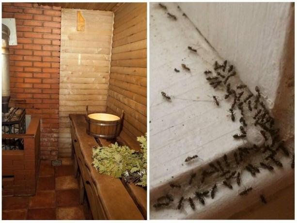 कैसे स्नान से बाहर चींटियों प्रदर्शित करने के लिए और उनकी पुनरावृत्ति को रोकने के लिए: सिद्ध तरीके