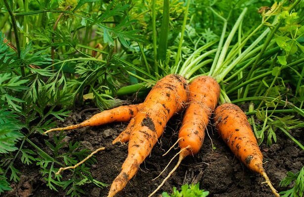 खेती और गाजर के भंडारण पर युक्तियाँ