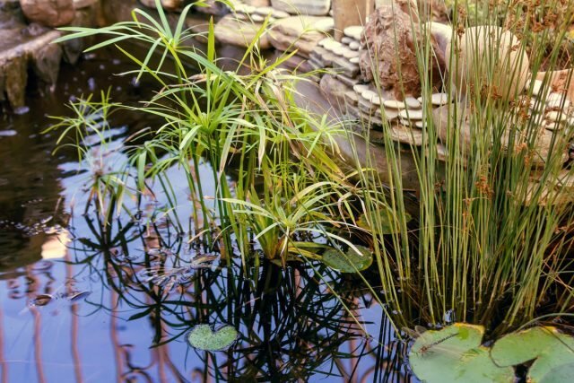बगीचा तालाब - एक प्राकृतिक दर्पण। इस लेख के लिए चित्रण सार्वजनिक स्रोतों से लिया जाता है