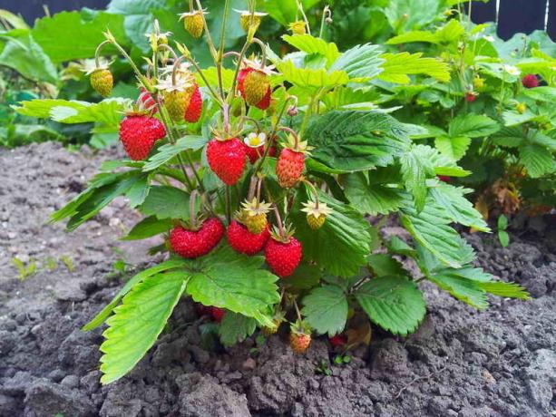 कैसे संयंत्र स्ट्रॉबेरी के लिए - 4 रोपण विधि