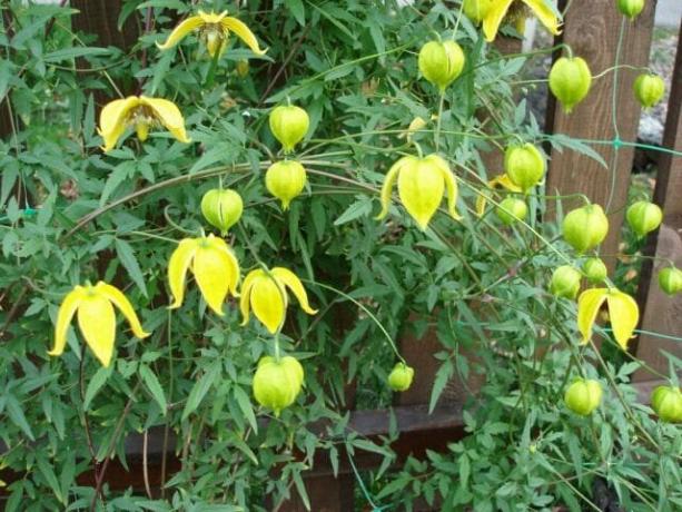  गर्मियों में बगीचे पीला घंटी के आकार का फूलों की क्लेमाटिस जन के साथ सजाया जाता है; शरद ऋतु फूलों साइट पर प्रदर्शित सुंदर रेशमी बालों से Bolls। समर्थन पत्ती डंठल से चिपक, जल्दी से चर्चा बाड़, दीवारों, pergolas क्लेमाटिस। क्लेमाटिस Tangut