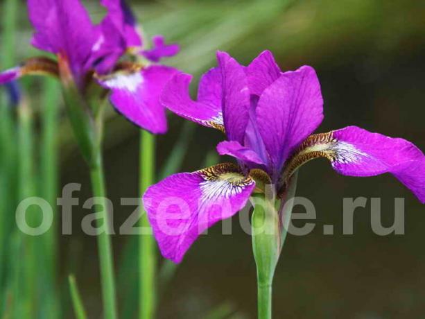 Irises © ofazende.ru