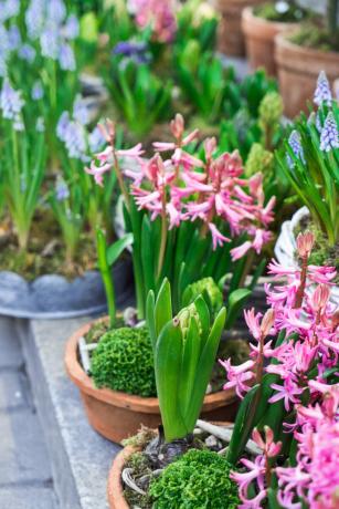 मजबूर कर लिए hyacinths एक स्वस्थ, घने और भारी कंद व्यास में कम से कम 6 सेमी का चयन करने की जरूरत है। एक लेख के लिए चित्रण एक मानक लाइसेंस © ofazende.ru के लिए प्रयोग किया जाता है