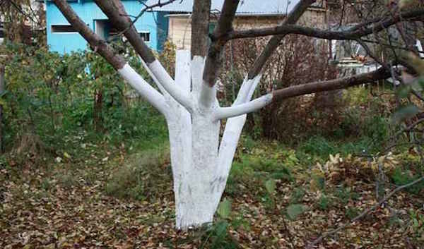 एक प्रक्रिया है कि फलों के पेड़ आसान में मदद करता है सर्दियों जीवित रहने के लिए